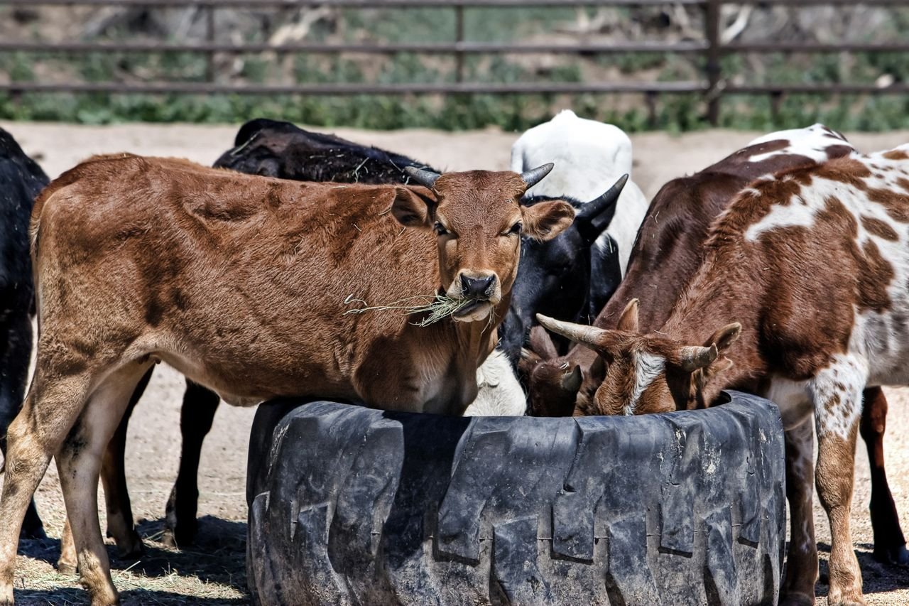 Cows gather at a feeding trough in a rural field, enjoying hay on a sunny day.
